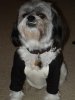 PPD t-short front pic oscar (Small).JPG