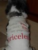 PPD t shirt OScar (Small).JPG