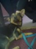 Dog.jpg