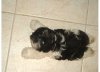 puppy.jpg