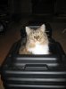 animals 002.jpg