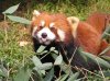 redpanda3.jpg