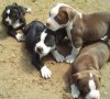 puppy.jpg