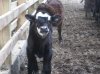 calf.jpg