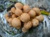 Breaded mushrooms_01.JPG