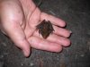 Cave Frog in hand_01.JPG