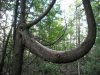 Elephant Tree_01.JPG