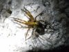 Freaky cave spider_01.JPG