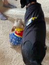 Sadie + Cooper Halloween 30 Oct, 2021.jpeg
