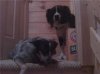 pups on steps.jpg
