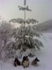 Dogs in front of pine tree.jpg
