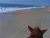 Chip beach 2.jpg