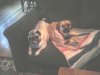 Max & Penny 110908 2.jpg