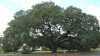big-oak_small-web-view.jpg