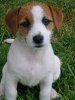 jack russell puppy[1].jpg