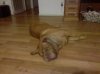 Buster resting.jpg