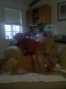 Babies on guard.jpg