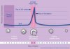 LH Surge Chart.jpg