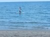 dogonpaddleboard.jpg