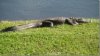 dads gator.jpg