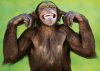 funny_monkey_picture_7.jpg