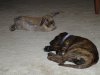 DSC00629 (800x600).jpg