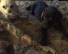 GiGi and Nilla.jpg