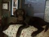 gigi couch.jpg