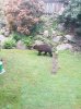 Bear.jpg