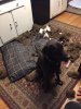 Naughty GiGi.JPG