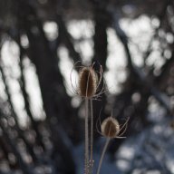 pomsR#1
