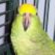 tam tam