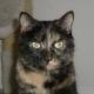 nekko_cat