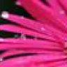 PinkMom