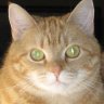 catgirl