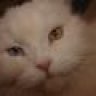 IMMA