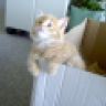 7badkitties