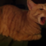 LynnFinn
