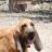 drover
