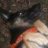 Kater