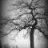 poetree_n_motion