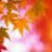 **Autumn Whisper