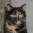 nekko_cat