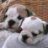 BulldogMomma